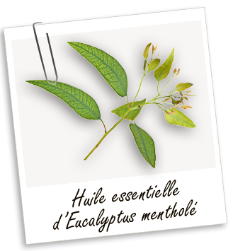 Huile essentielle Eucalyptus mentholé BIO Aroma-Zone