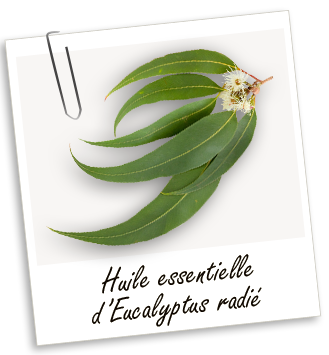 Huile essentielle Eucalyptus radié BIO Aroma-Zone