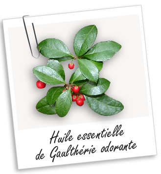Huile essentielle Gaulthérie odorante BIO Aroma-Zone