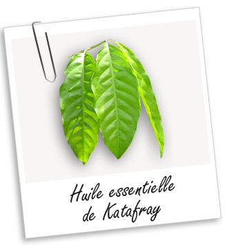 Huile essentielle Katafray Aroma-Zone