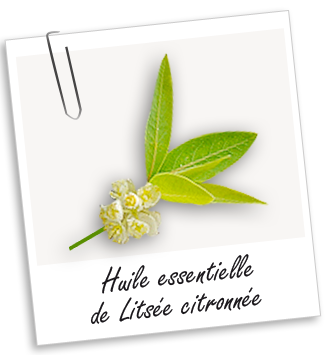 Huile essentielle Litsée citronnée Aroma-Zone
