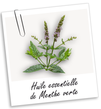 Huile essentielle Menthe verte BIO Aroma-Zone