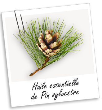 Huile essentielle Pin Sylvestre Aroma-Zone