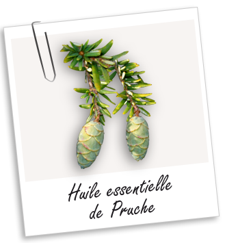 Huile essentielle Pruche BIO Aroma-Zone