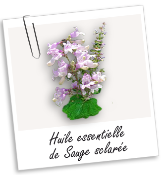 Huile essentielle Sauge sclarée Aroma-Zone