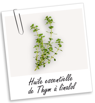 Huile essentielle Thym à linalol de Provence BIO Aroma-Zone