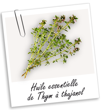 Huile essentielle Thym à thujanol Aroma-Zone