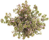 Huile essentielle Serpolet Aroma-Zone