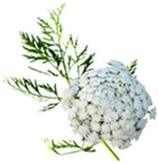 Huile essentielle Carotte BIO Aroma-Zone