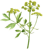 Huile essentielle Céleri BIO Aroma-Zone
