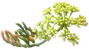 Huile essentielle Christe marine BIO Aroma-Zone