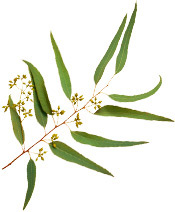 Huile essentielle Eucalyptus citronné BIO Aroma-Zone