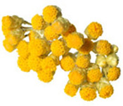 Huile essentielle Hélichryse Italienne BIO Aroma-Zone