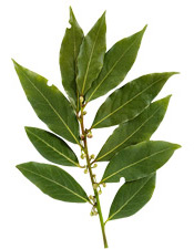 Huile essentielle Laurier noble BIO Aroma-Zone