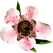 Huile essentielle Manuka Aroma-Zone
