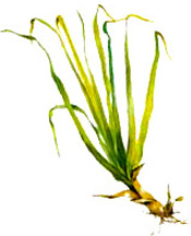 Huile essentielle Palmarosa BIO Aroma-Zone
