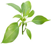 Huile essentielle Ravintsara (Ravintsare) BIO Aroma-Zone