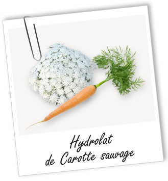 Hydrolat Carotte sauvage BIO Aroma-Zone