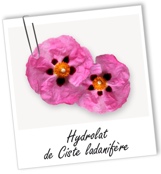 Hydrolat Ciste ladanifère BIO Aroma-Zone