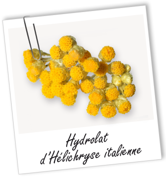 Hydrolat Hélichryse italienne de Corse BIO Aroma-Zone