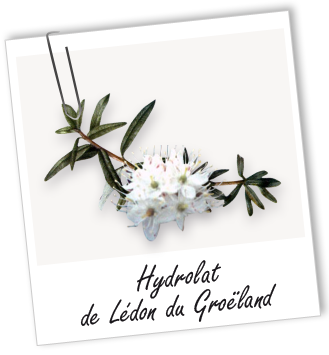 Hydrolat Lédon du Groënland BIO Aroma-Zone