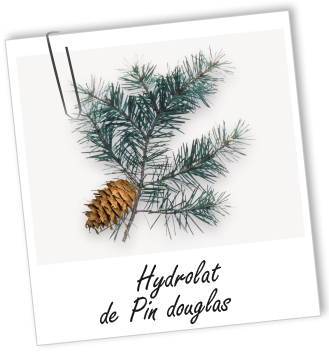 Hydrolat Pin Douglas des Monts du Forez BIO Aroma-Zone