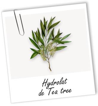 Hydrolat Tea tree BIO Aroma-Zone