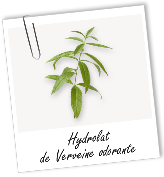 Hydrolat Verveine odorante BIO Aroma-Zone
