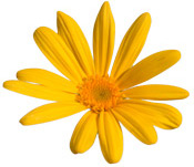 Macérât huileux Arnica BIO Aroma-Zone