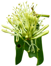Macérât huileux Gardénia des Incas Aroma-Zone