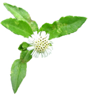 Polvo ayurvédico Bhringaraj Aroma-Zone