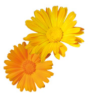 Fleurs séchées Calendula BIO
