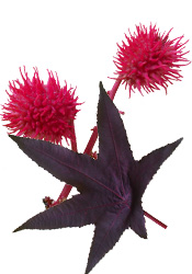 Emulsifiant Emul'minute Aroma-Zone