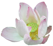 Aroma-Zone Sacred Lotus Ayurvedic Powder