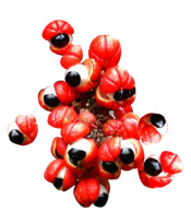 Guarana BIO powder Aroma-Zone