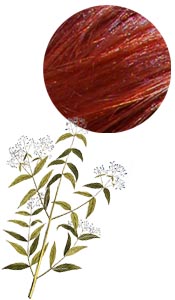 Tinte para el cabello de henna vegetal de Rajasthan BIO Aroma-Zone