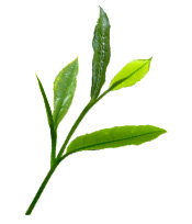 Organic Matcha green tea from Japan Aroma-Zone powder