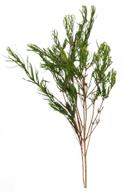Huile essentielle Tea Tree (Arbre à Thé) BIO Aroma-Zone