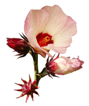 Huile Végétale Hibiscus Aroma-Zone