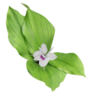 Poudre ayurvédique Kachur sugandhi Aroma-Zone