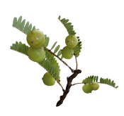 Macérât huileux Amla BIO Aroma-Zone