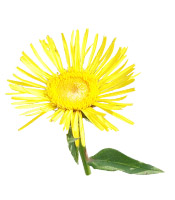 https://www.aroma-zone.com/cms/sites/default/files/Plante_Inule.jpg