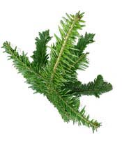 Huile essentielle Sapin pectiné BIO Aroma-Zone