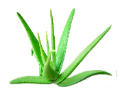 Actif cosmétique Poudre d'Aloe vera BIO Aroma-Zone