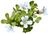 Poudre ayurvédique Brahmi Aroma-Zone