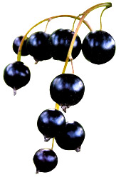 Absolue Cassis bourgeons Aroma-Zone