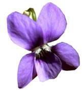 Absolue Violette feuilles Aroma-Zone