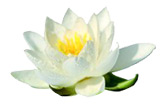 Extrait Nénuphar blanc Aroma-Zone