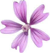 Extrait Mauve BIO Aroma-Zone