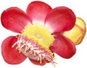 Beurre végétal Sal BIO Aroma-Zone